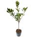 tobela0.4m 10.5cm pot рассада 