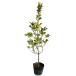tobela0.8m 15cm pot рассада 