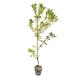 tobela1m 15cm pot рассада 