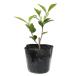  камелия otome камелия 10.5cm pot рассада 