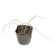  шнитт-лук 9.0cm pot 30 шт рассада 