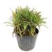  офиопогон японский . ввод 7.5cm pot рассада 