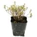  time Golden time 9.0cm pot 30 piece seedling 