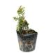 коричневый bohiba0.1m 9.0cm pot рассада 