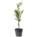 nikouhiba0.3m9cm pot рассада 