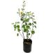 nojigik9cm pot рассада 