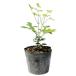  наан тонн белый реальный 0.1m 10.5cm pot рассада 