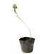  пила saw 9.0cm pot 20 шт рассада 