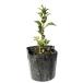  османтус разнолистный 9.0cm pot рассада 