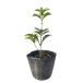  османтус разнолистный wooden 0.1m 10.5cm pot рассада 
