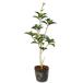  османтус разнолистный wooden 0.3m 10.5cm pot рассада 