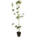  османтус разнолистный wooden 1m 15cm pot рассада 