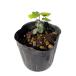  османтус разнолистный наан тонн 7.5cm pot рассада 