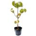  корнус флорида реальный сырой 0.3m 10.5cm pot рассада 