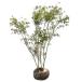  симплокос prunifolia АО ..1m. земля рассада 
