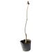 fyou10.5cm pot рассада 