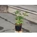  japanese spurge 10.5cm pot seedling 