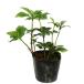  japanese spurge 9.0cm pot seedling 