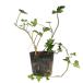  хедера Aiba гонки 9cm pot рассада 