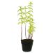  peppermint 9.0cm pot 30 piece seedling 