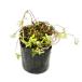 pe колено Royal мята 9.0cm pot 30 шт рассада 