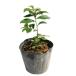 hisa устрица 0.2m 10.5cm pot рассада 
