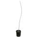 po Poe 10.5cm pot рассада 