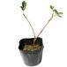  - ma bow fu10.5cm pot рассада 