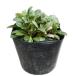  - mabos10.5cm pot рассада 