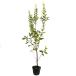  фейхоа 1m 15cm pot рассада 