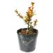  ho ntsuge0.1m9cm pot рассада 
