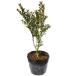  ho ntsuge0.3m 15cm pot рассада 