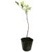  Bb tree 0.1m 10.5cm pot рассада 