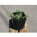  иссоп лиловый 9.0cm pot рассада 
