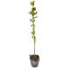 masaki0.5m 10.5cm pot рассада 