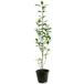 ougomasaki0.5m 10.5cm pot рассада 