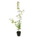 iro - momiji0.5m 10.5cm pot рассада 