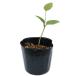 mbe7.5cm pot рассада 