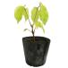 mbe10.5cm pot рассада 