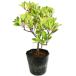 mokok0.3m 15cm pot рассада 
