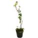  черный мята перечная 9.0cm pot рассада 