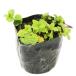  мята талон Tackey машина фланель мята 9.0cm pot рассада 