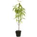  вечнозеленый японский кизил 0.5m 10.5cm pot рассада 