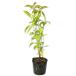  вечнозеленый японский кизил АО ..0.3m 10.5cm pot рассада 