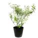 yukiyanagi10.5cm pot рассада 