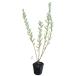 собака ko задний nagi Haku roni type 0.5m 10.5cm pot рассада 