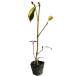 ya кружка ruma10.5cm pot рассада 