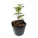  вечнозеленый японский кизил melanoto licca АО ..9cm pot рассада 