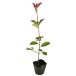 красный Robin 0.5m 10.5cm pot рассада 