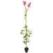  красный Robin 1.5m 15cm pot 10шт.@ саженец 